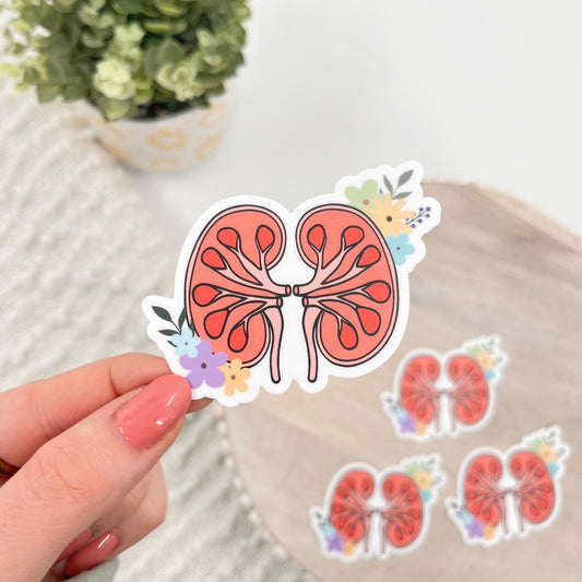 Anatomical Kidneys Sticker